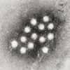 hepatitis_a